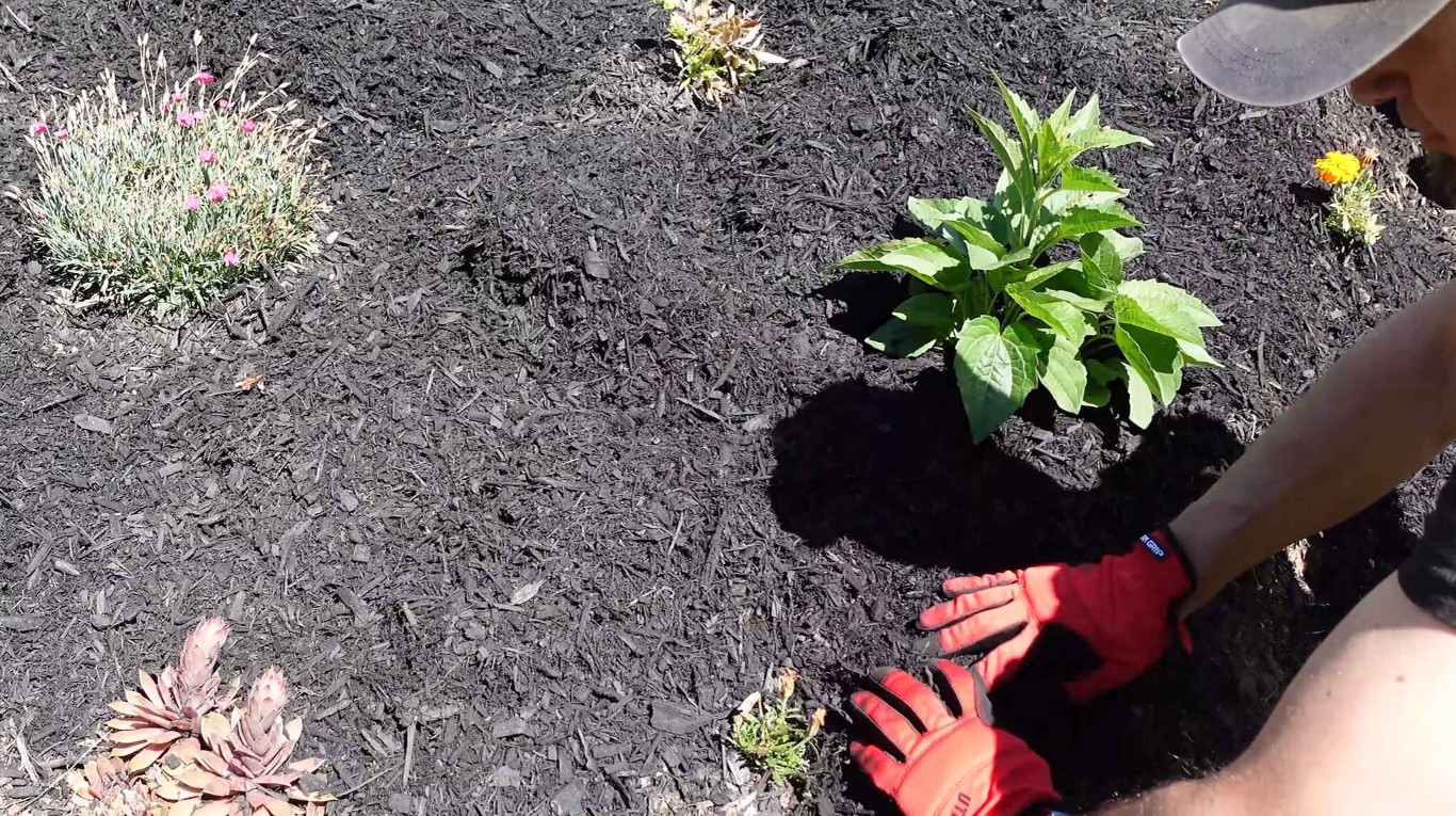 Mulching and garden bed maintenance in Arcadia, CA